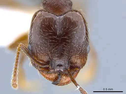 Pheidole sciophila specimen CASENT0619956 image casent0619956_2