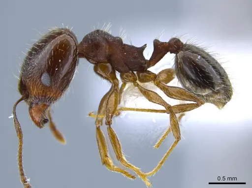 Pheidole sciophila specimen CASENT0619956 image casent0619956_3