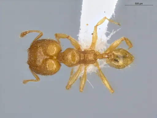 Pheidole scolioceps specimen ECOFOG-MI15-0376-33-S image ecofog-mi15-0376-33-s_1