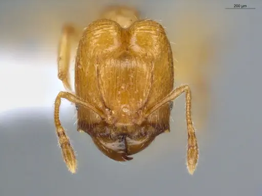 Pheidole scolioceps specimen ECOFOG-MI15-0376-33-S image ecofog-mi15-0376-33-s_2