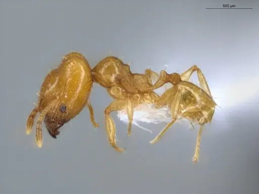 Pheidole scolioceps specimen ECOFOG-MI15-0376-33-S image ecofog-mi15-0376-33-s_3