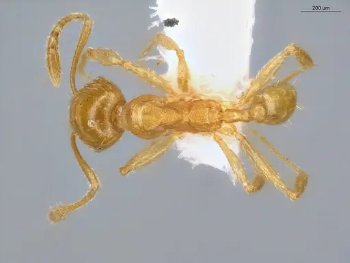 Pheidole scolioceps specimen ECOFOG-MI15-0376-33 image ecofog-mi15-0376-33_1