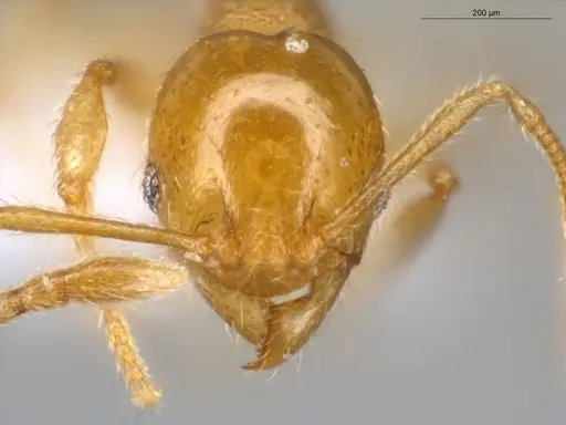 Pheidole scolioceps specimen ECOFOG-MI15-0376-33 image ecofog-mi15-0376-33_2