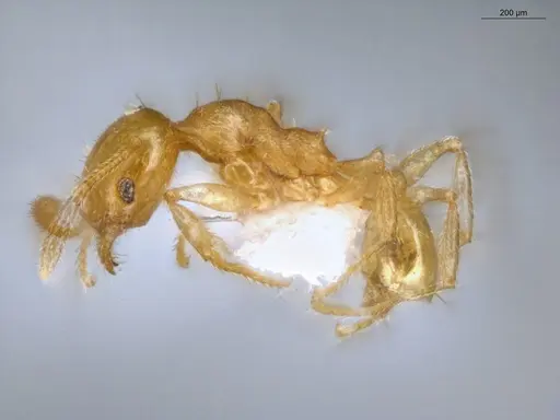 Pheidole scolioceps specimen ECOFOG-MI15-0376-33 image ecofog-mi15-0376-33_3