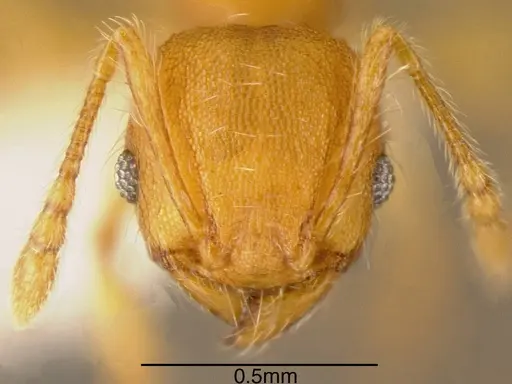 Pheidole scrobifera specimen CASENT0635523 image casent0635523_1