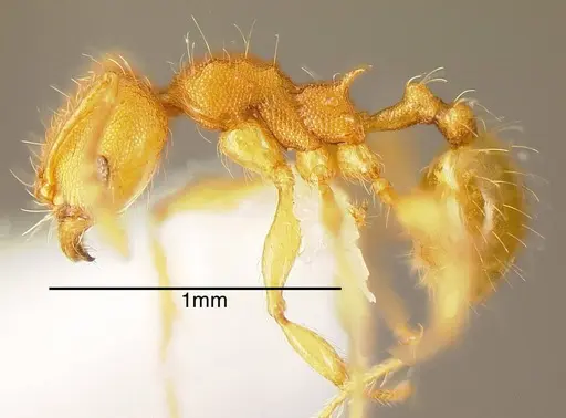 Pheidole scrobifera specimen CASENT0635523 image casent0635523_2