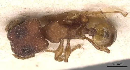 Pheidole scrobifera specimen CASENT0904449 image casent0904449_1