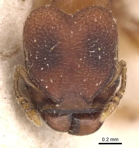 Pheidole scrobifera specimen CASENT0904449 image casent0904449_2