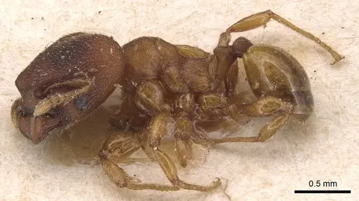 Pheidole scrobifera specimen CASENT0904449 image casent0904449_3