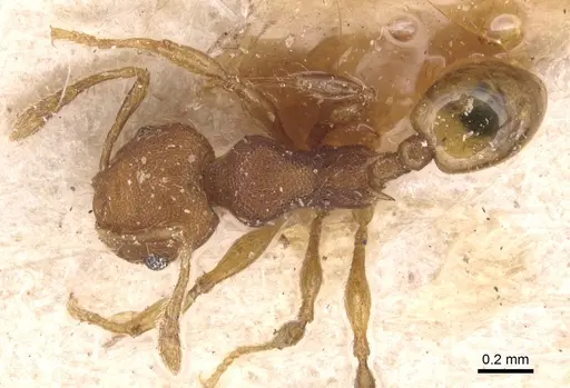Pheidole scrobifera specimen CASENT0904450 image casent0904450_1