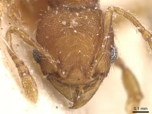 Pheidole scrobifera specimen CASENT0904450 image casent0904450_2