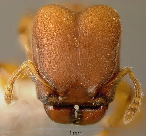 Pheidole scrobifera specimen INBIOCRI002281993 image inbiocri002281993_1