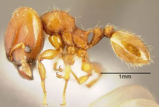 Pheidole scrobifera specimen INBIOCRI002281993 image inbiocri002281993_2