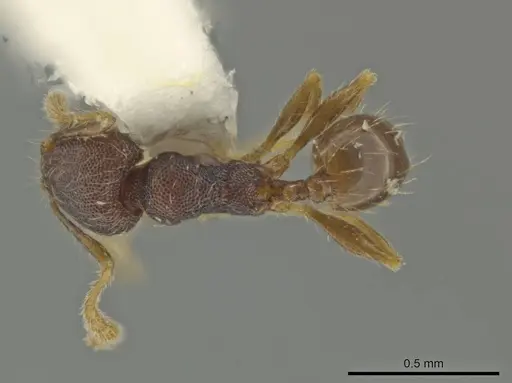 Pheidole sculptior specimen CASENT0645868 image casent0645868_1