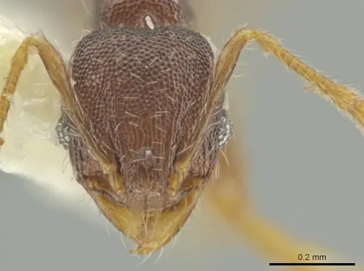 Pheidole sculptior specimen CASENT0645868 image casent0645868_2