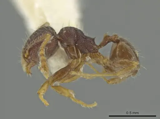 Pheidole sculptior specimen CASENT0645868 image casent0645868_3
