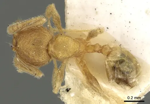Pheidole sculptior specimen CASENT0901613 image casent0901613_1
