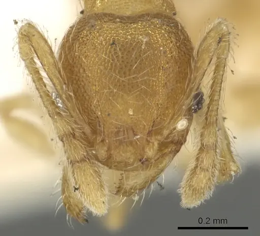 Pheidole sculptior specimen CASENT0901613 image casent0901613_2