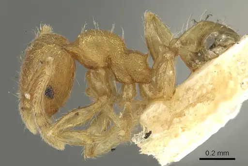 Pheidole sculptior specimen CASENT0901613 image casent0901613_3