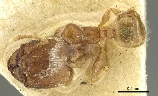 Pheidole sculptior specimen CASENT0901614 image casent0901614_1