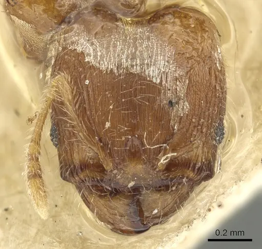 Pheidole sculptior specimen CASENT0901614 image casent0901614_2