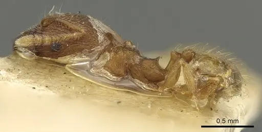 Pheidole sculptior specimen CASENT0901614 image casent0901614_3