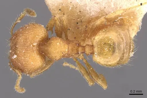 Pheidole sculptior specimen CASENT0908271 image casent0908271_1