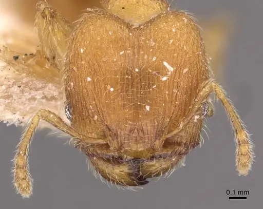Pheidole sculptior specimen CASENT0908271 image casent0908271_2