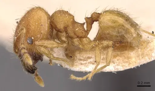 Pheidole sculptior specimen CASENT0908271 image casent0908271_3