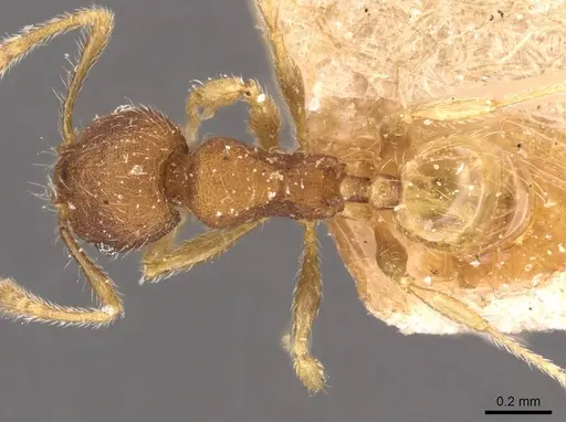Pheidole sculptior specimen CASENT0908272 image casent0908272_1