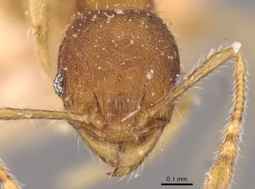 Pheidole sculptior specimen CASENT0908272 image casent0908272_2