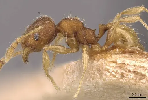 Pheidole sculptior specimen CASENT0908272 image casent0908272_3