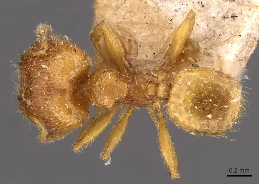 Pheidole sculptior specimen CASENT0908273 image casent0908273_1