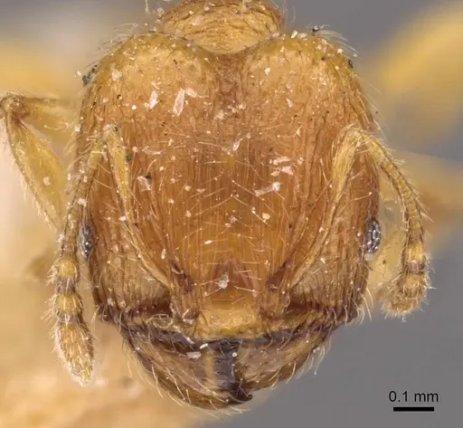 Pheidole sculptior specimen CASENT0908273 image casent0908273_2