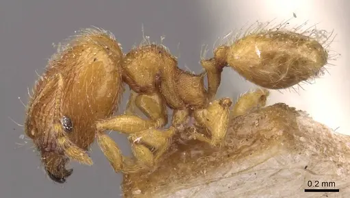 Pheidole sculptior specimen CASENT0908273 image casent0908273_3
