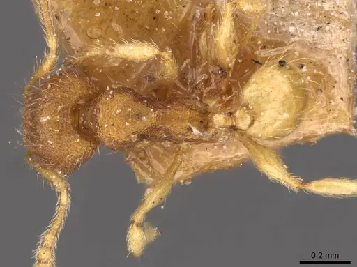 Pheidole sculptior specimen CASENT0908274 image casent0908274_1