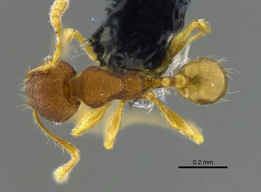 Pheidole sculptior specimen CBUMAGENT42045 image cbumagent42045_1