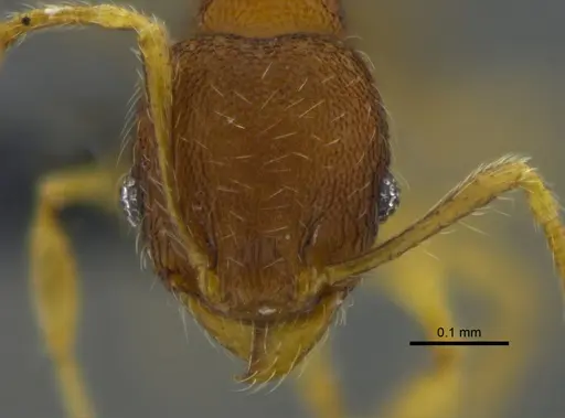 Pheidole sculptior specimen CBUMAGENT42045 image cbumagent42045_2