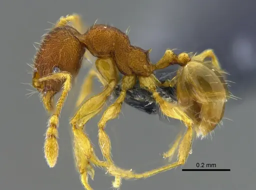Pheidole sculptior specimen CBUMAGENT42045 image cbumagent42045_3
