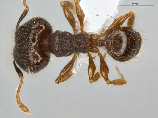Pheidole sculptior specimen ECOFOG-MI15-0479-12-S image ecofog-mi15-0479-12-s_1