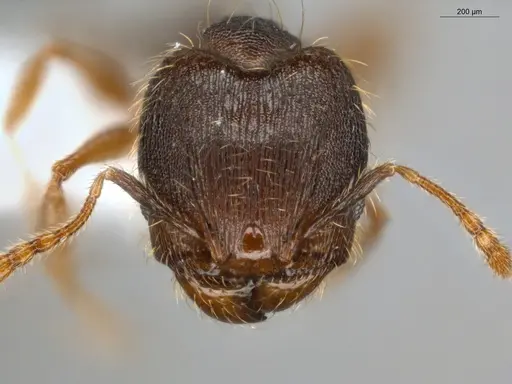Pheidole sculptior specimen ECOFOG-MI15-0479-12-S image ecofog-mi15-0479-12-s_2