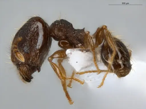 Pheidole sculptior specimen ECOFOG-MI15-0479-12-S image ecofog-mi15-0479-12-s_3