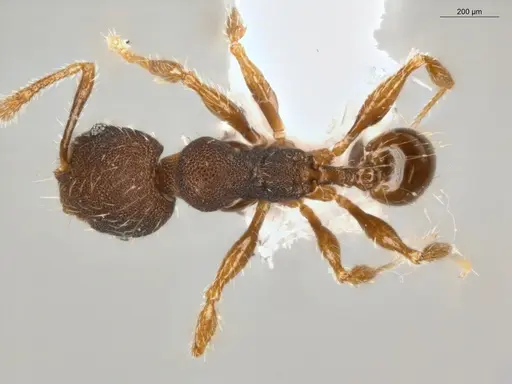 Pheidole sculptior specimen ECOFOG-MI15-0479-12 image ecofog-mi15-0479-12_1