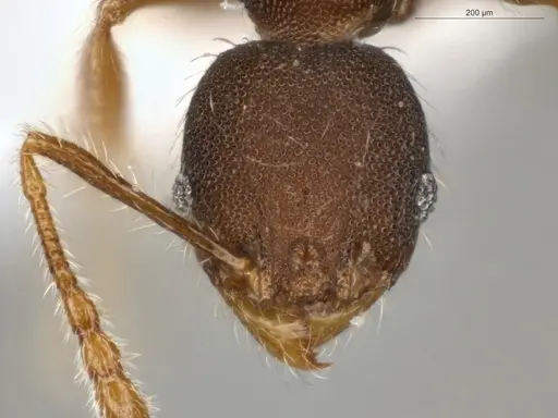 Pheidole sculptior specimen ECOFOG-MI15-0479-12 image ecofog-mi15-0479-12_2