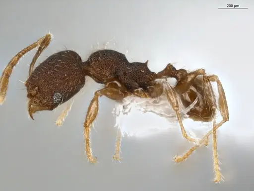 Pheidole sculptior specimen ECOFOG-MI15-0479-12 image ecofog-mi15-0479-12_3