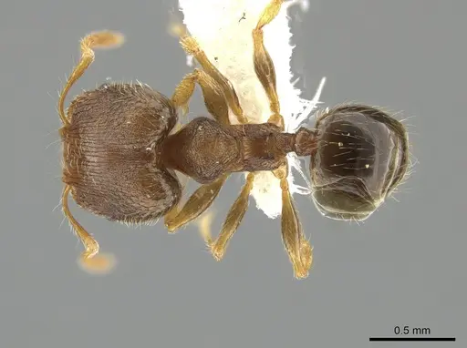 Pheidole sculptior specimen JTLC000015178 image jtlc000015178_1