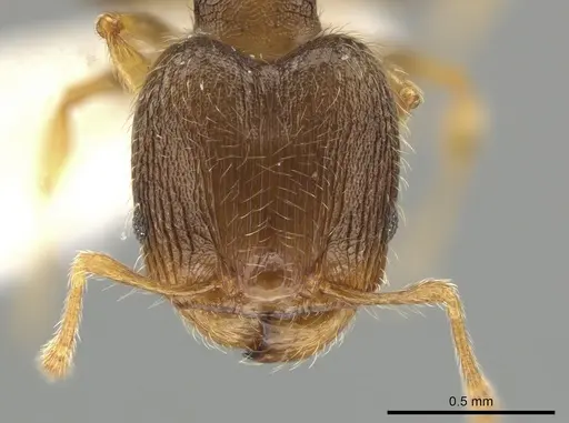 Pheidole sculptior specimen JTLC000015178 image jtlc000015178_2