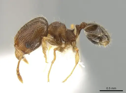 Pheidole sculptior specimen JTLC000015178 image jtlc000015178_3