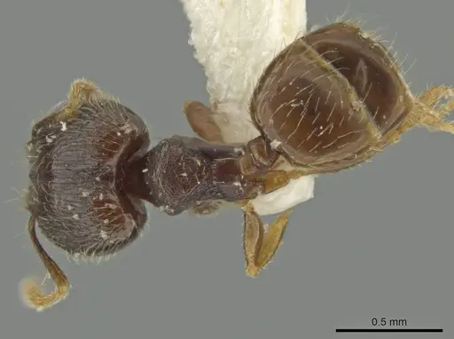 Pheidole sculptior specimen JTLC000016550 image jtlc000016550_1