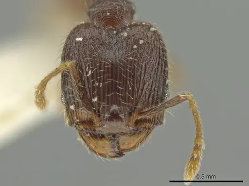 Pheidole sculptior specimen JTLC000016550 image jtlc000016550_2